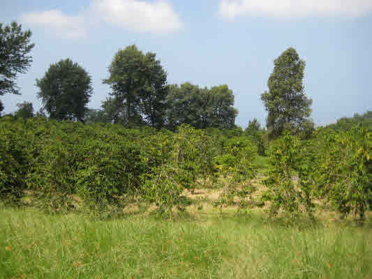 Property Photo:  Keopu Mauka Drive  HI 96725 