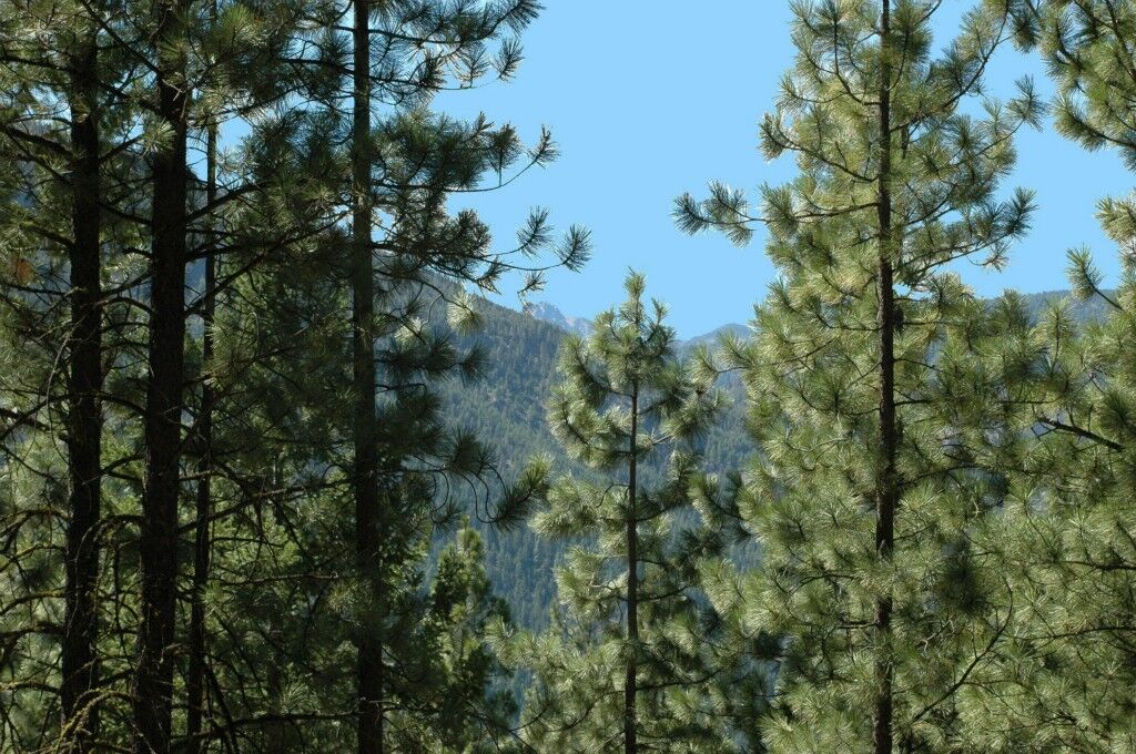 Property Photo:  0 Elderberry Rd  WA 98862 