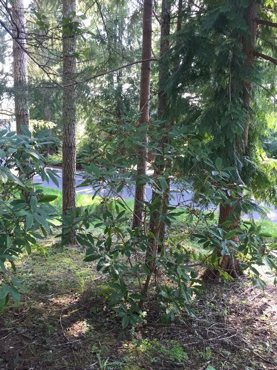 Property Photo:  181 E Lakeshore Dr  WA 98524 