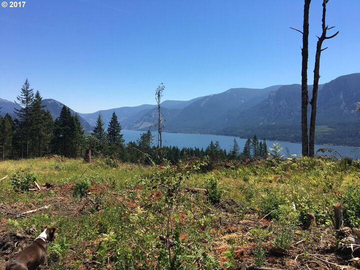 Wind River Highway 401  Carson WA 98610 photo