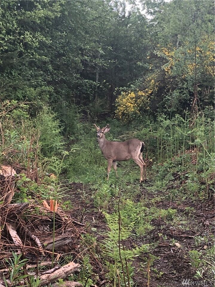 Property Photo: Lot 1 Parcells Road WA 98346