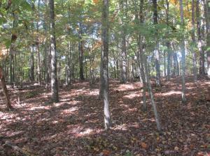 Lot  24 Old Holderford Rd  Kingston TN 37763 photo