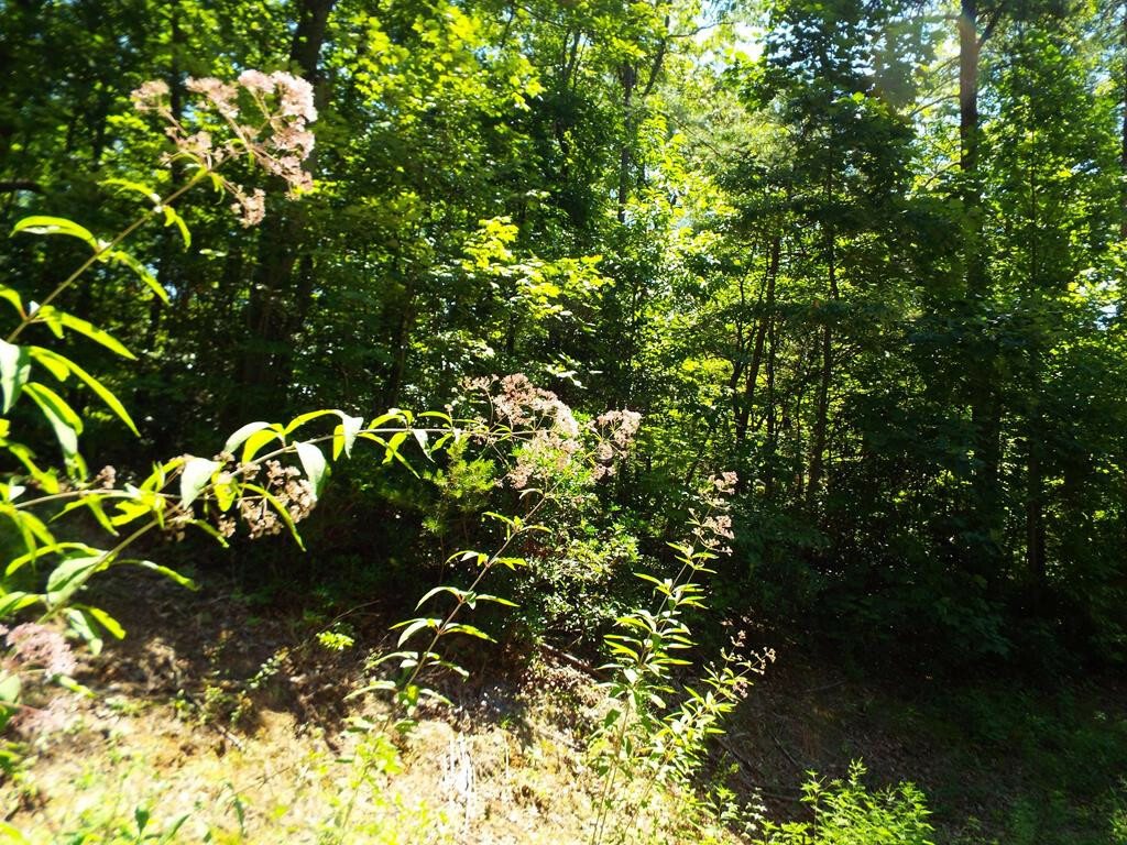 Property Photo:  Lot 0009 Dove View Road  TN 37876 