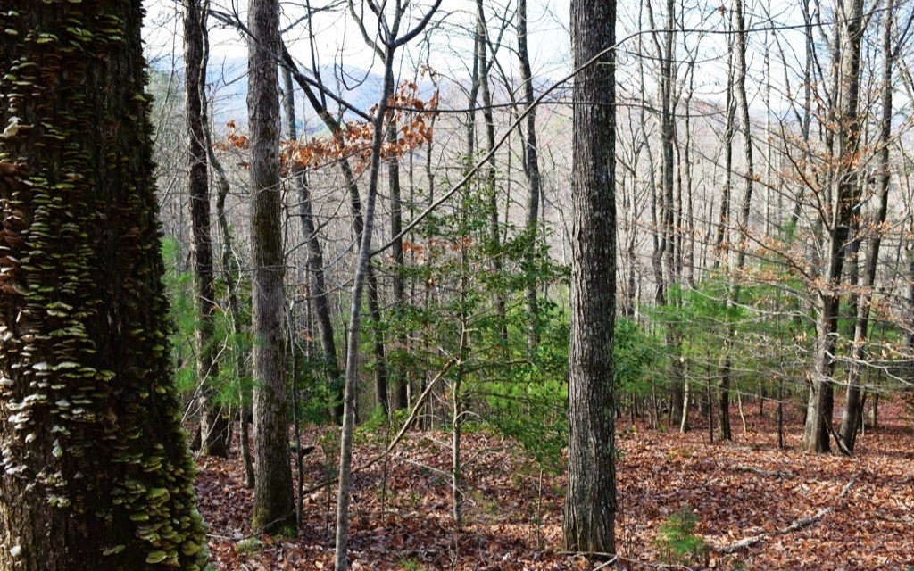 G-54 Mountain Oak Road  Ellijay GA 30536 photo