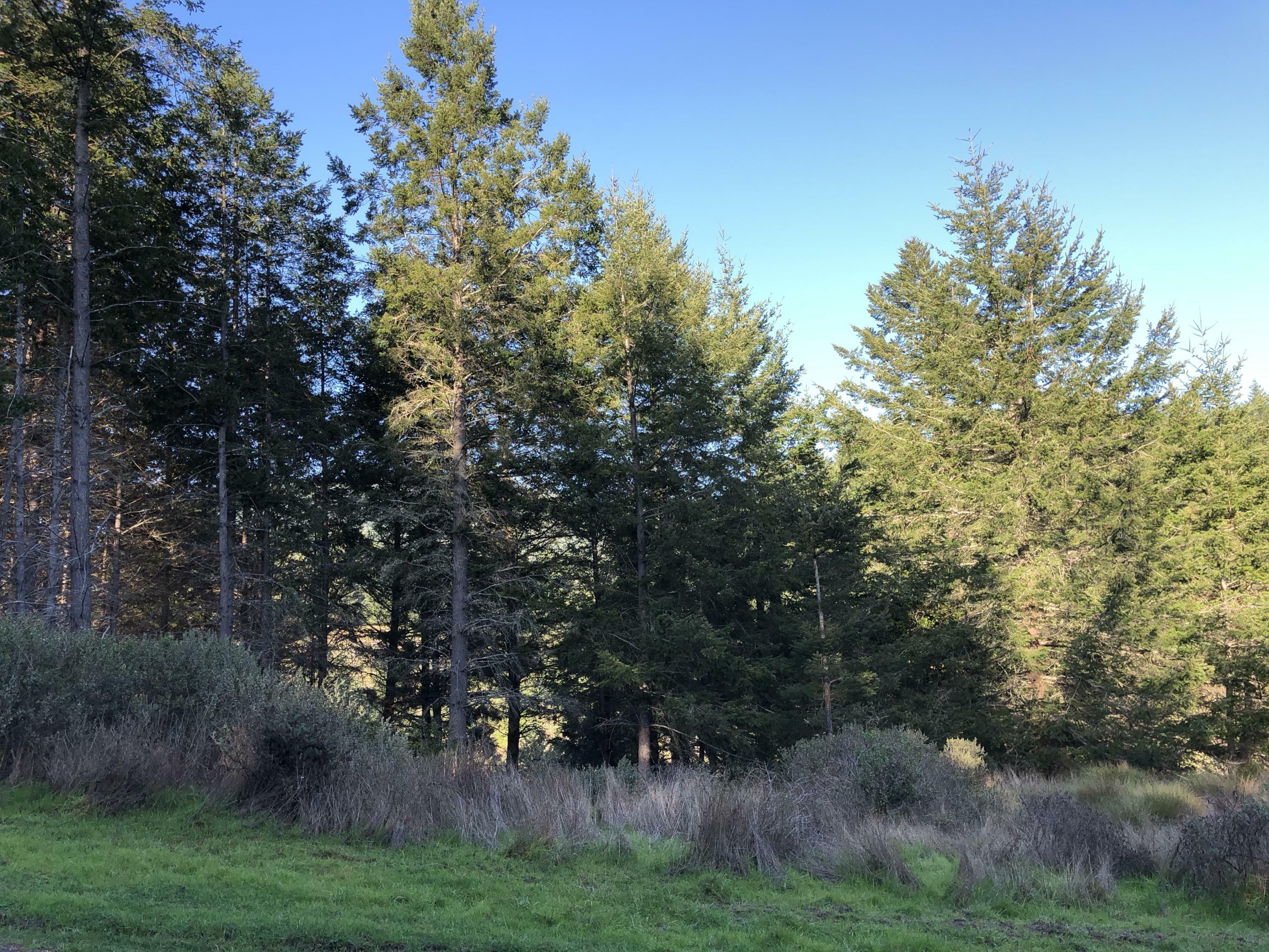 Property Photo:  509 Humboldt Loop  CA 95589 