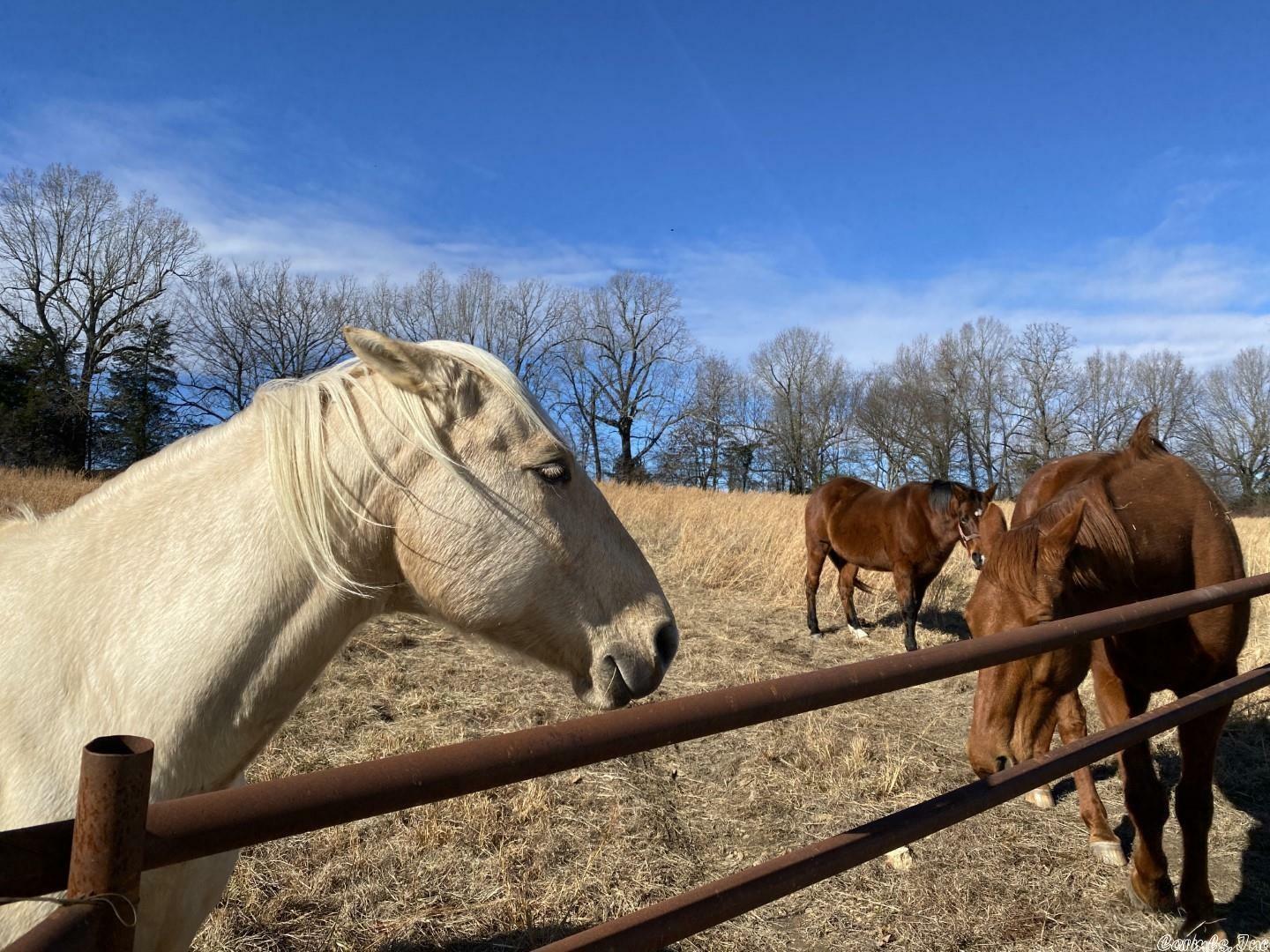 Property Photo: Xx Corinth Road AR 72513