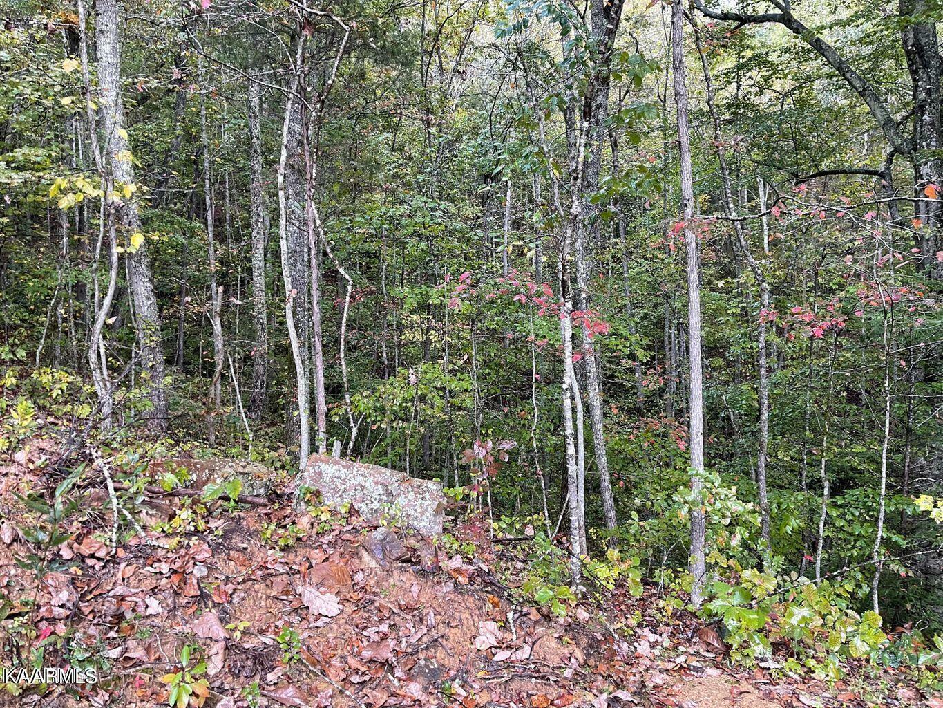 Property Photo:  461 Lone Mountain Rd  TN 37705 