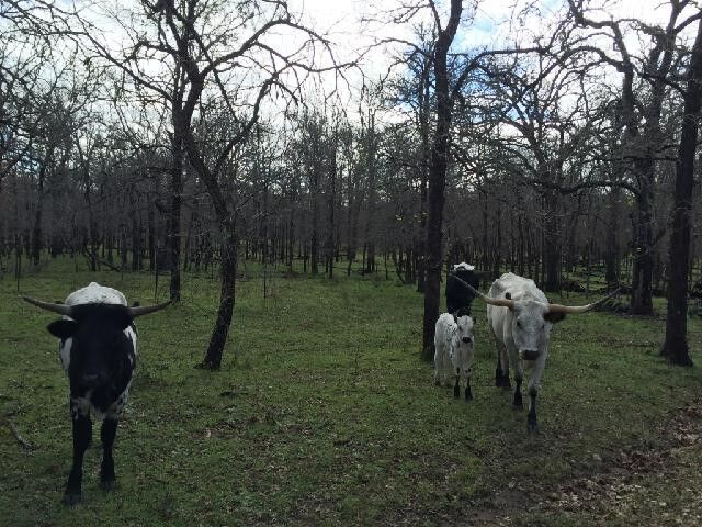 26A, 9 & 11 Old Colony Line Road  Lockhart TX 78644 photo