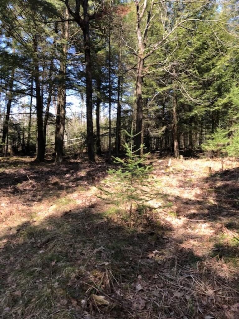 Property Photo: 40 Acres White Poplar Drive WI 54440