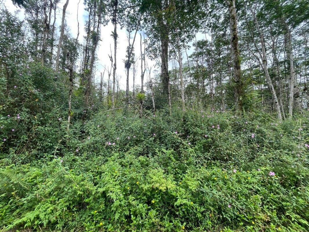 Property Photo:  Lanai Rd  HI 96778 