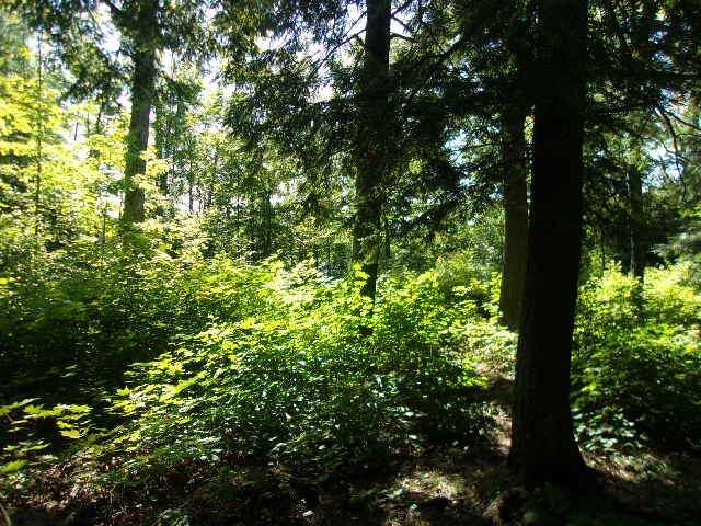 Property Photo: Lot 2 Moose Creek Ln WI 54547