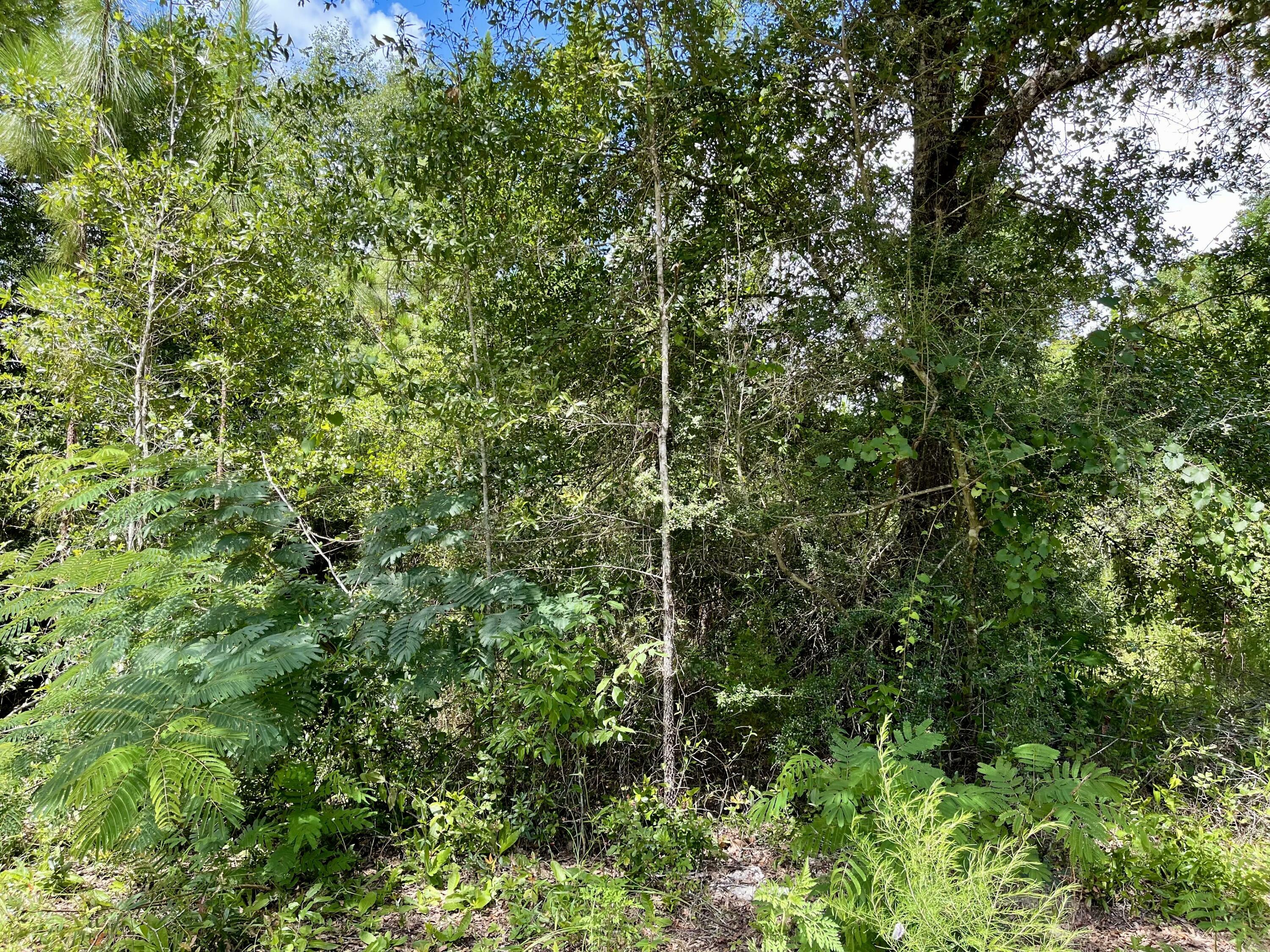 Property Photo:  Lot X Cox Lane  FL 32539 