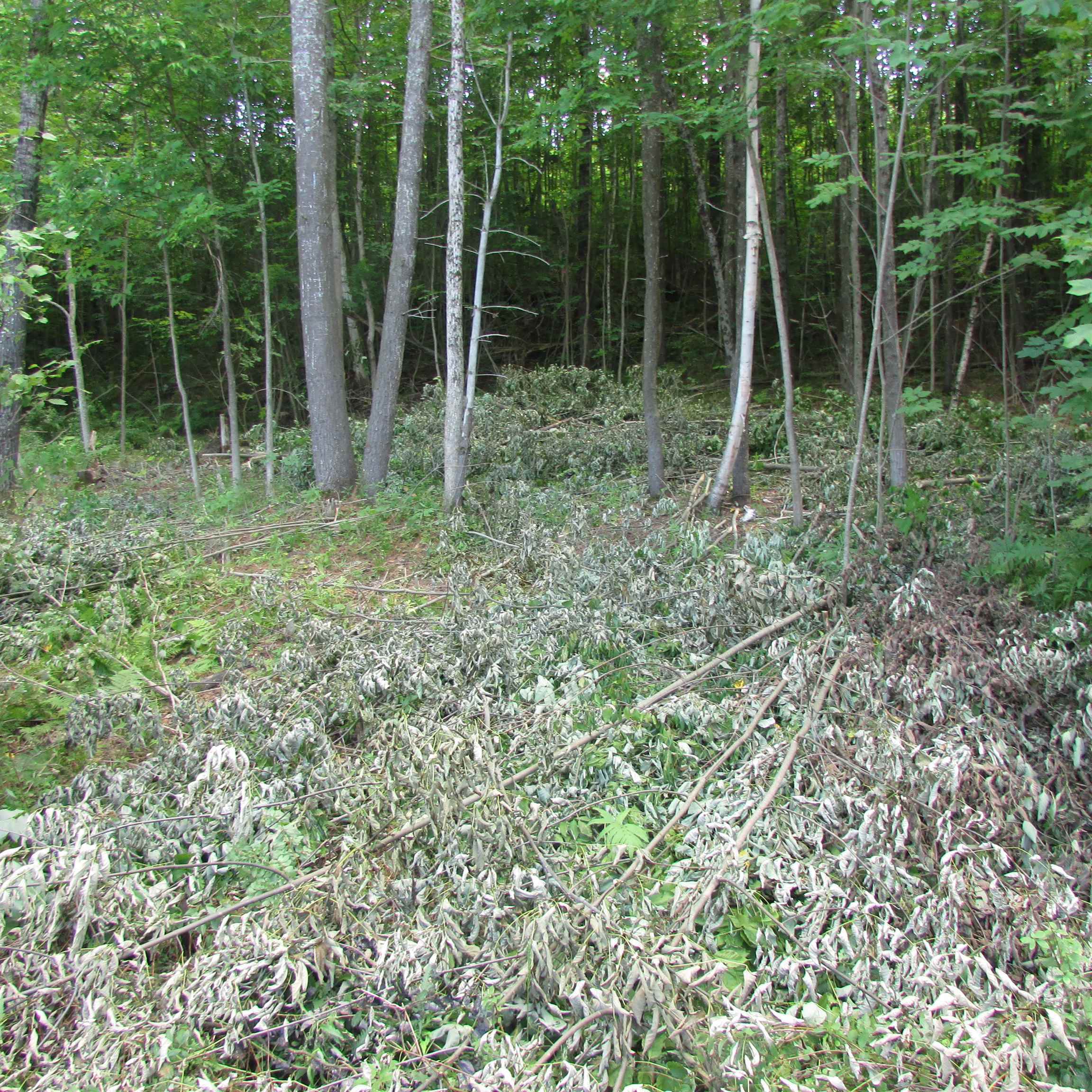 Property Photo: 00 South Street NH 03561