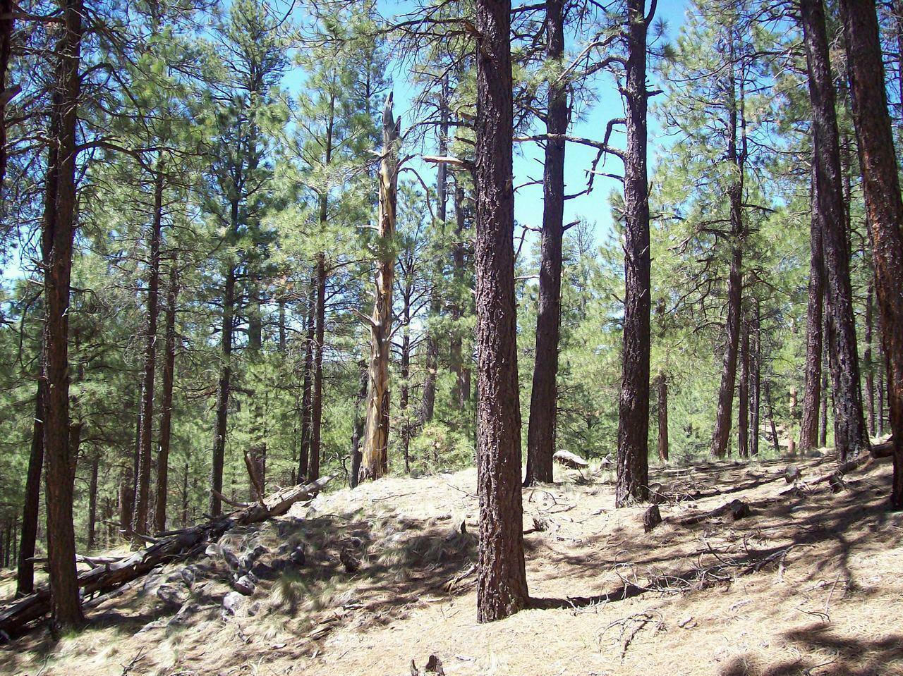 Property Photo:  2B Coconino Forest Serv Rd. 137A  AZ 86024 