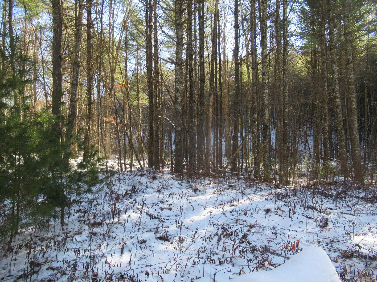 Property Photo:  Little Creek Rd  WV 24986