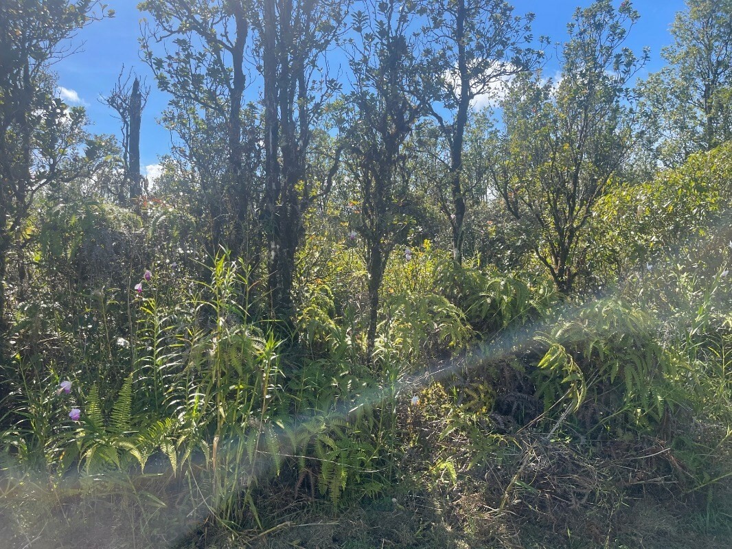 Property Photo:  Puna Wai Ave  HI 96771 