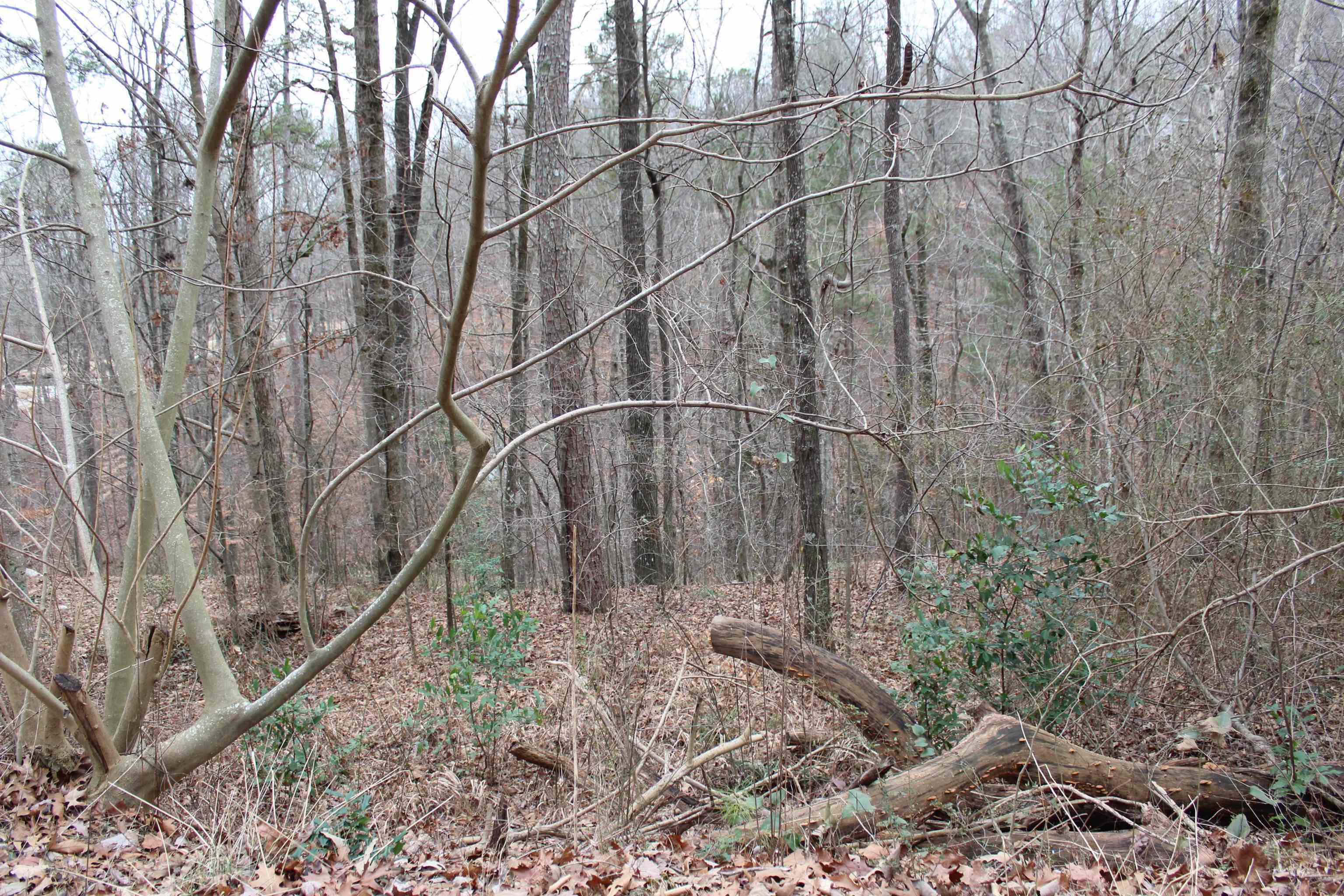 Property Photo:  Lot 20 Seven Bark Dr  AL 35057 - CULLMAN 