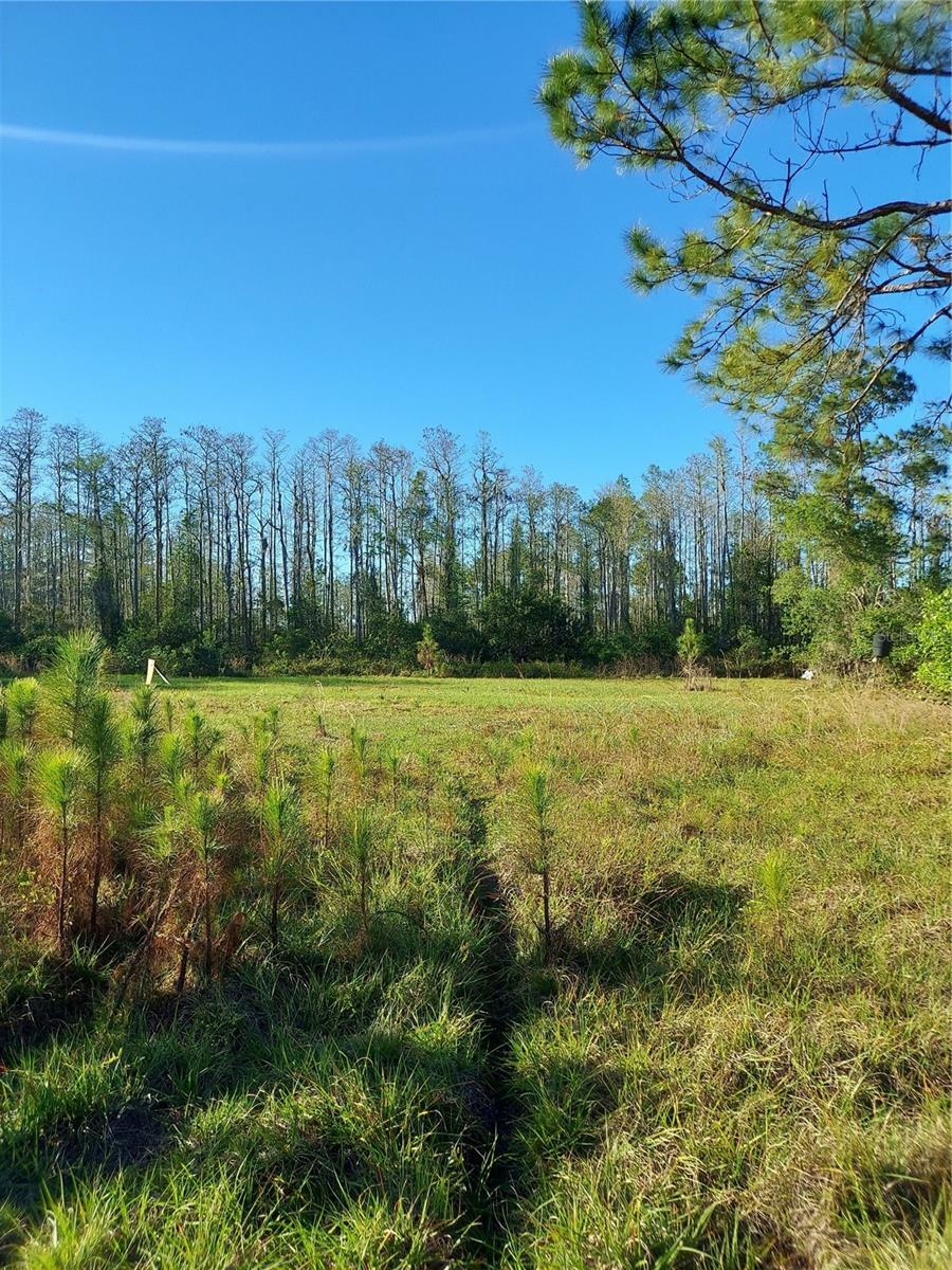 Property Photo:  00 E Osceola Road  FL 32732 