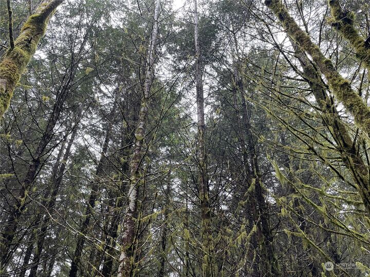 Property Photo:  0  Lincoln Creek Road  WA 98579 