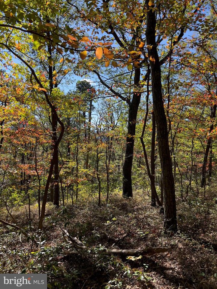 Property Photo: Lot 17 Fox Trail VA 22602