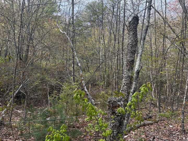 Property Photo:  27 Pleasant St. Lot 2  MA 01756 