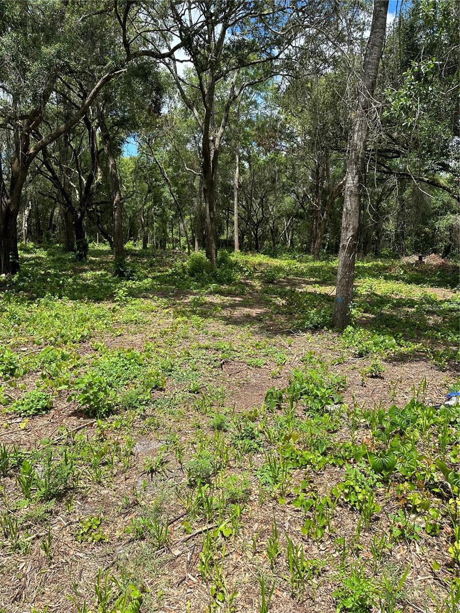 Property Photo:  13001 Lucille Drive  FL 34669 