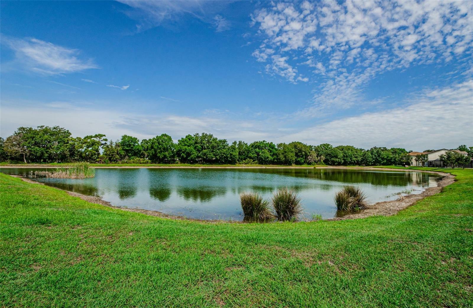 Property Photo: 4847 Butler National Drive FL 33543