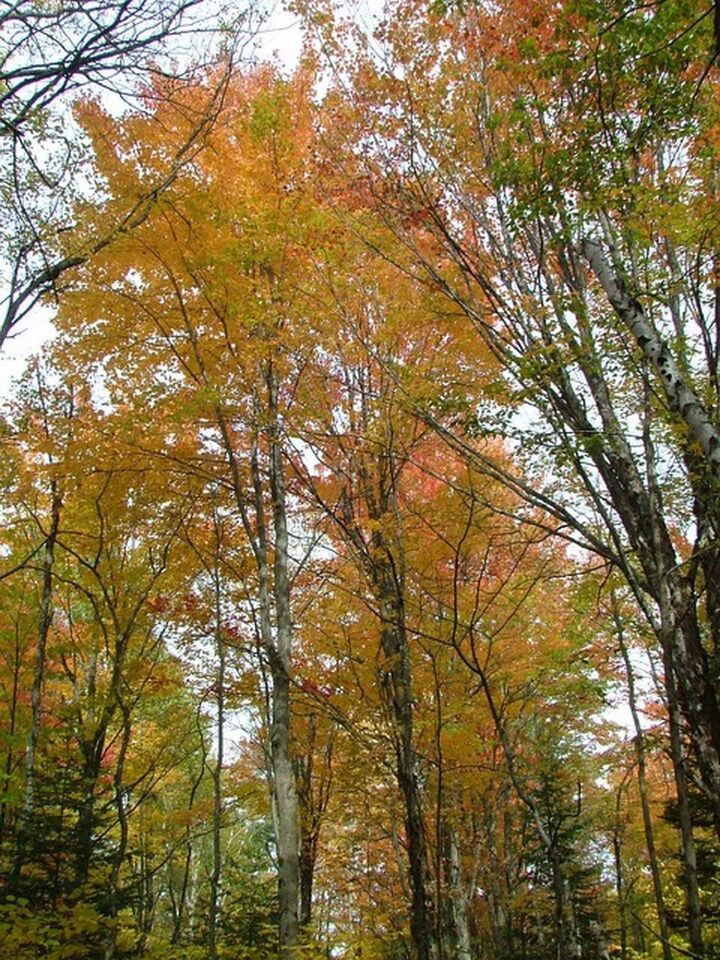 Property Photo:  Tbd Easton Road  NH 03586 