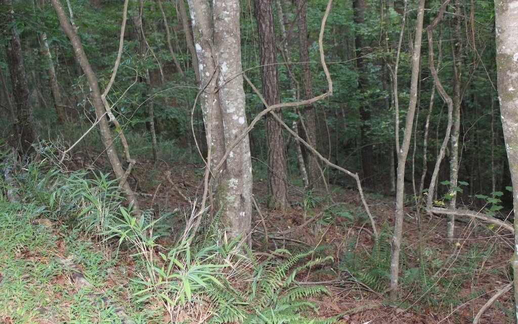 Property Photo:  Lot 1111 Molly Circle  GA 30540 