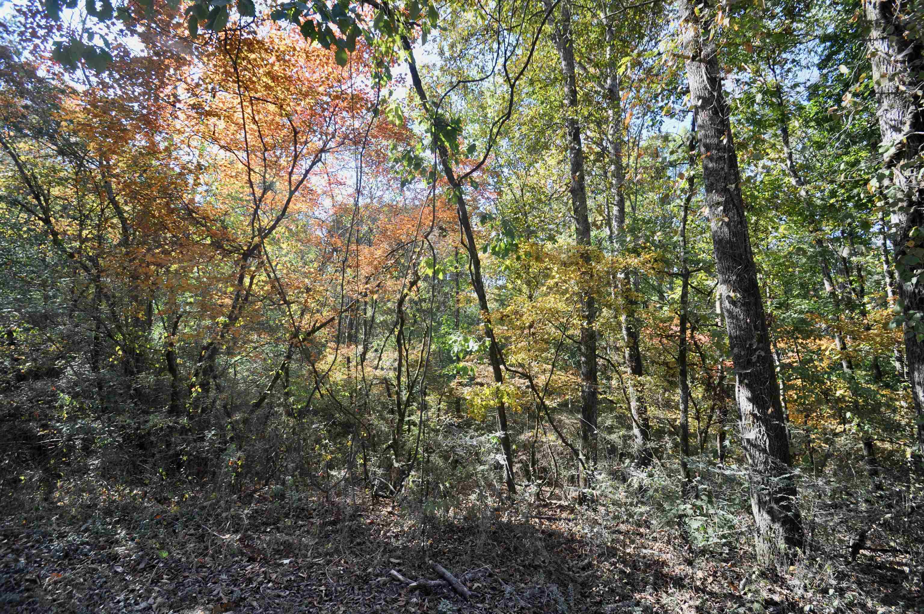 Property Photo:  0 Co Rd 1389  AL 35179 - VINEMONT 