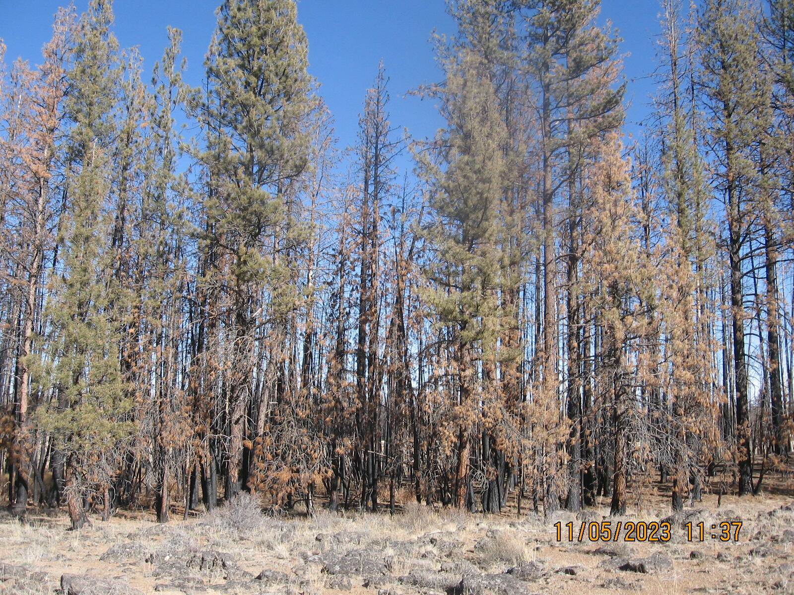 Property Photo:  Lot 14N White Birch Way  OR 97622 