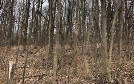 0 Harvey Hill Road Lot B  Ithaca NY 14850 photo