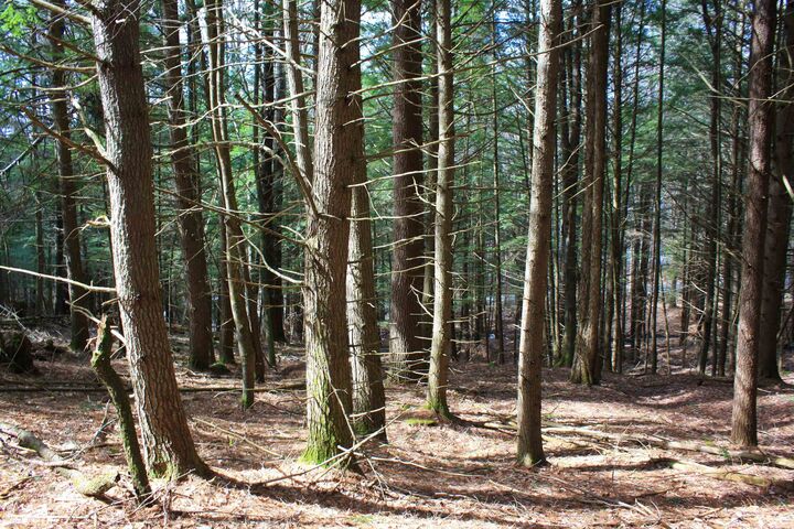 Property Photo: 00 Bayley Way VT 05059