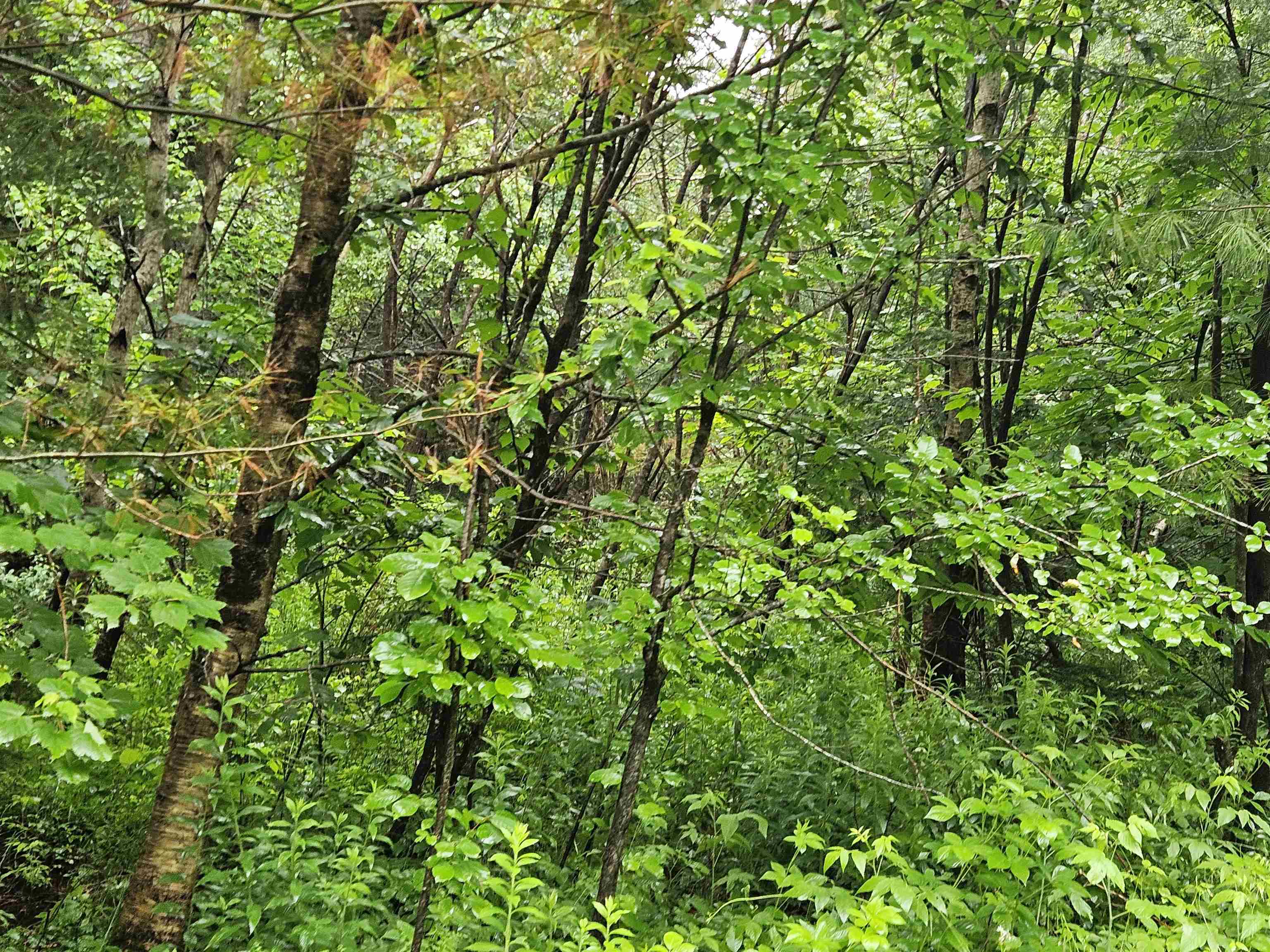 Property Photo: Lot 15 Hadley Road NH 03586