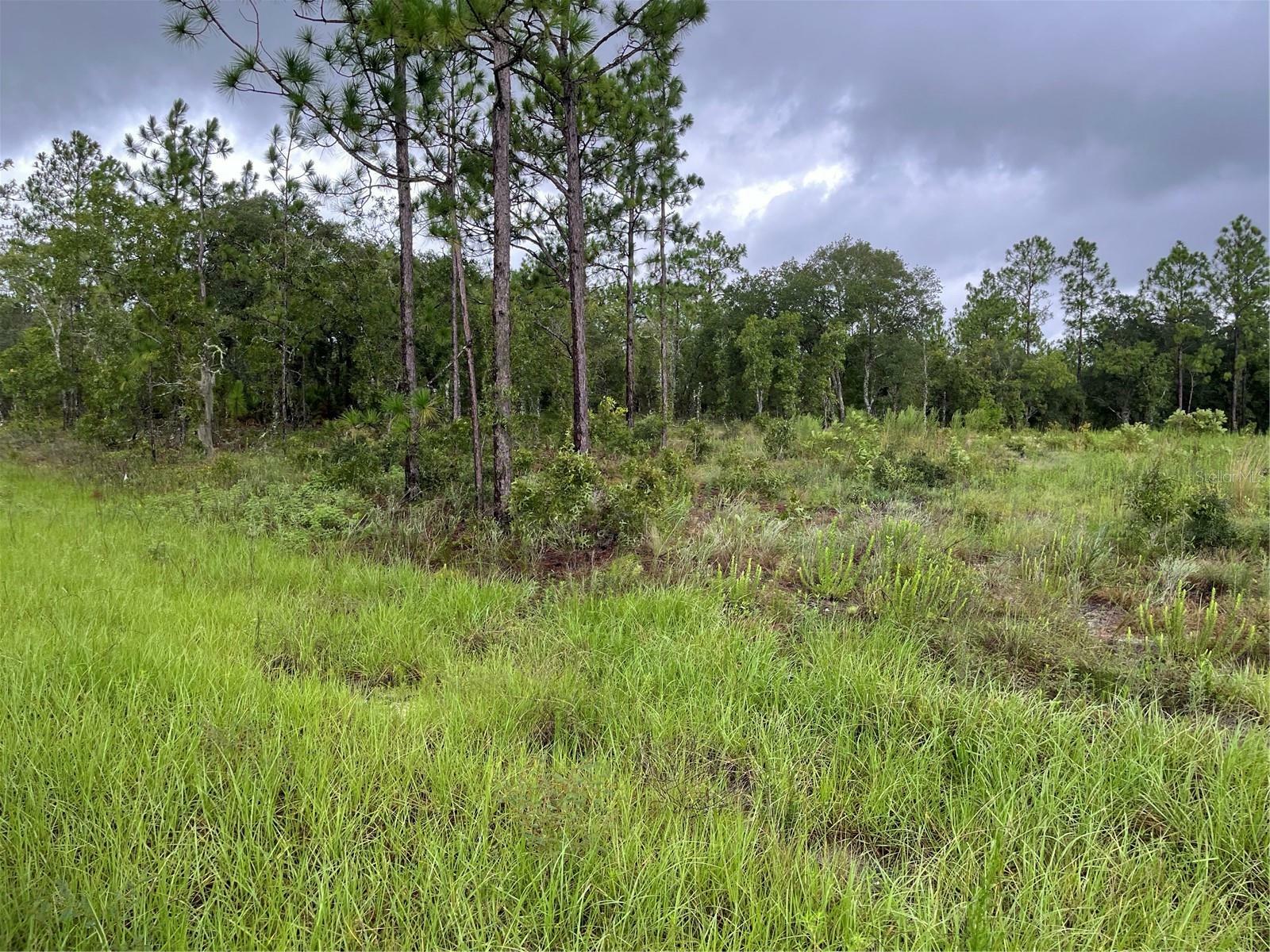 Property Photo:  Tbd SW 88th Street  FL 34432 