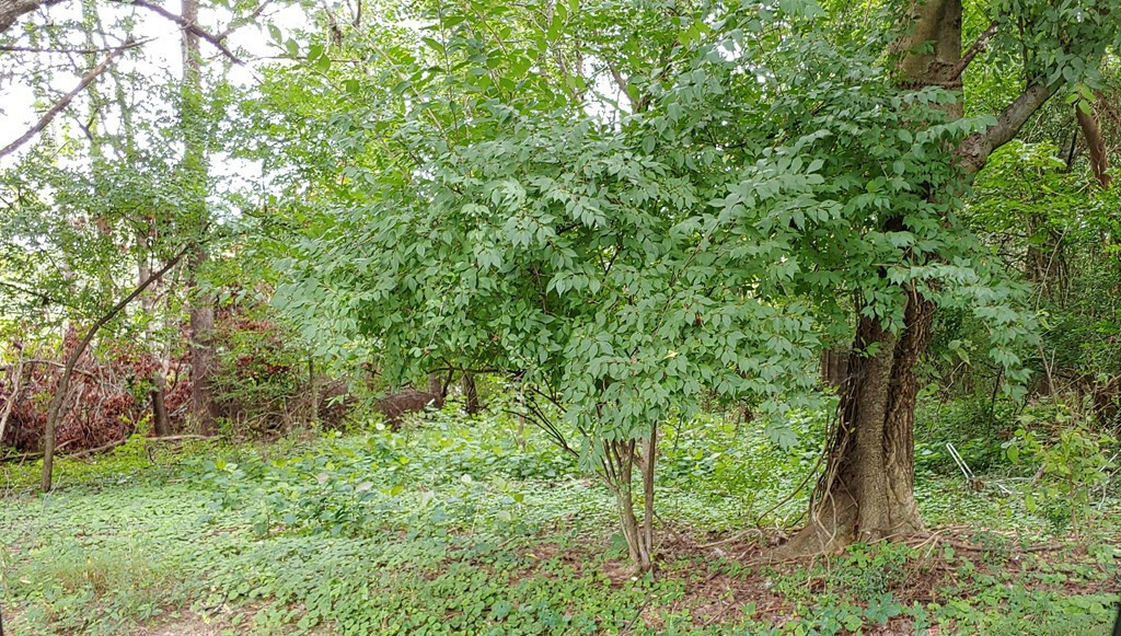 00 Norton Road  Athens TN 37303 photo