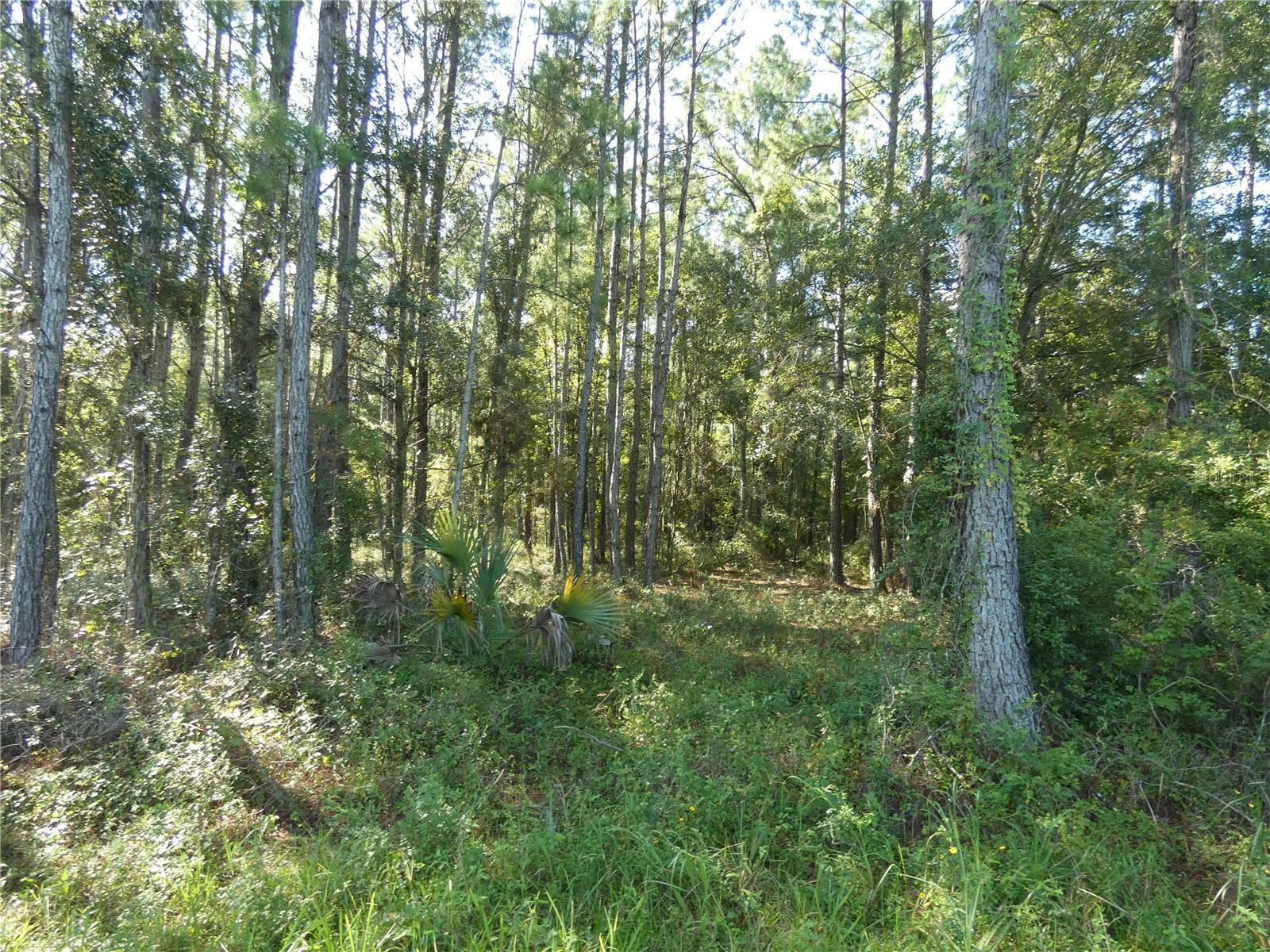 00 SE Hwy 19  Otter Creek FL 32683 photo