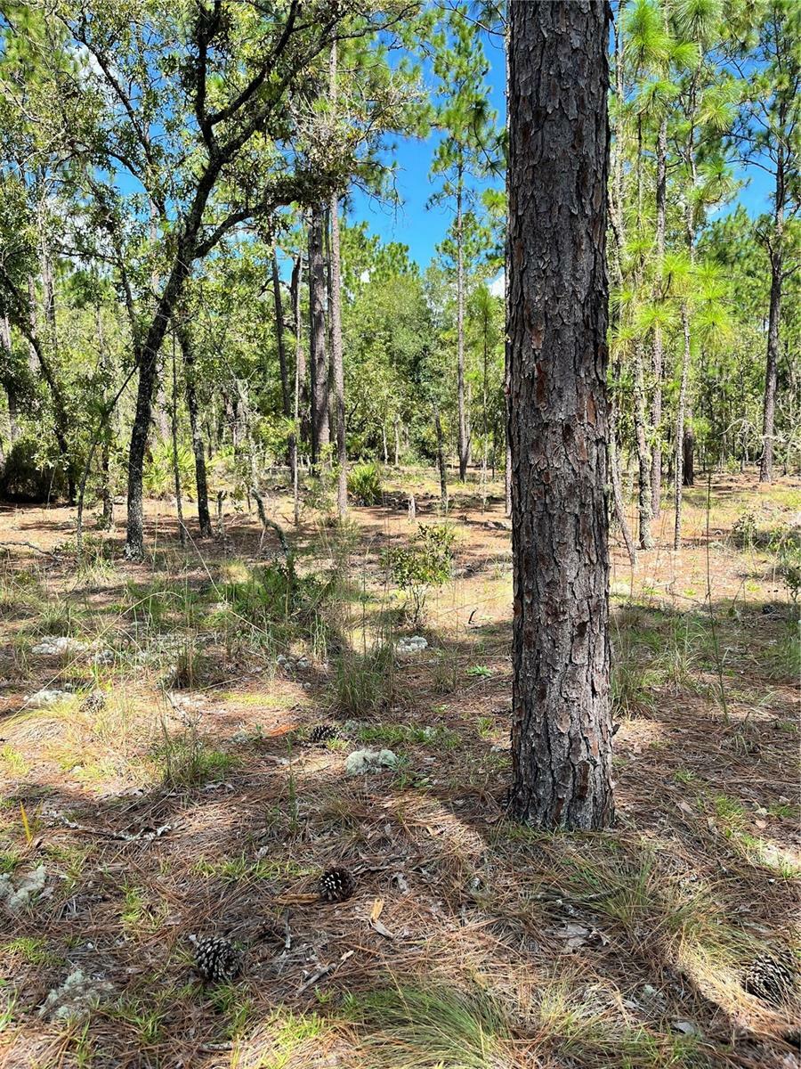 Property Photo:  Tbd SW 156th Court  FL 34481 