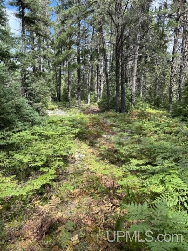 Property Photo: 170 Acres Off Cr 573 Road MI 49849