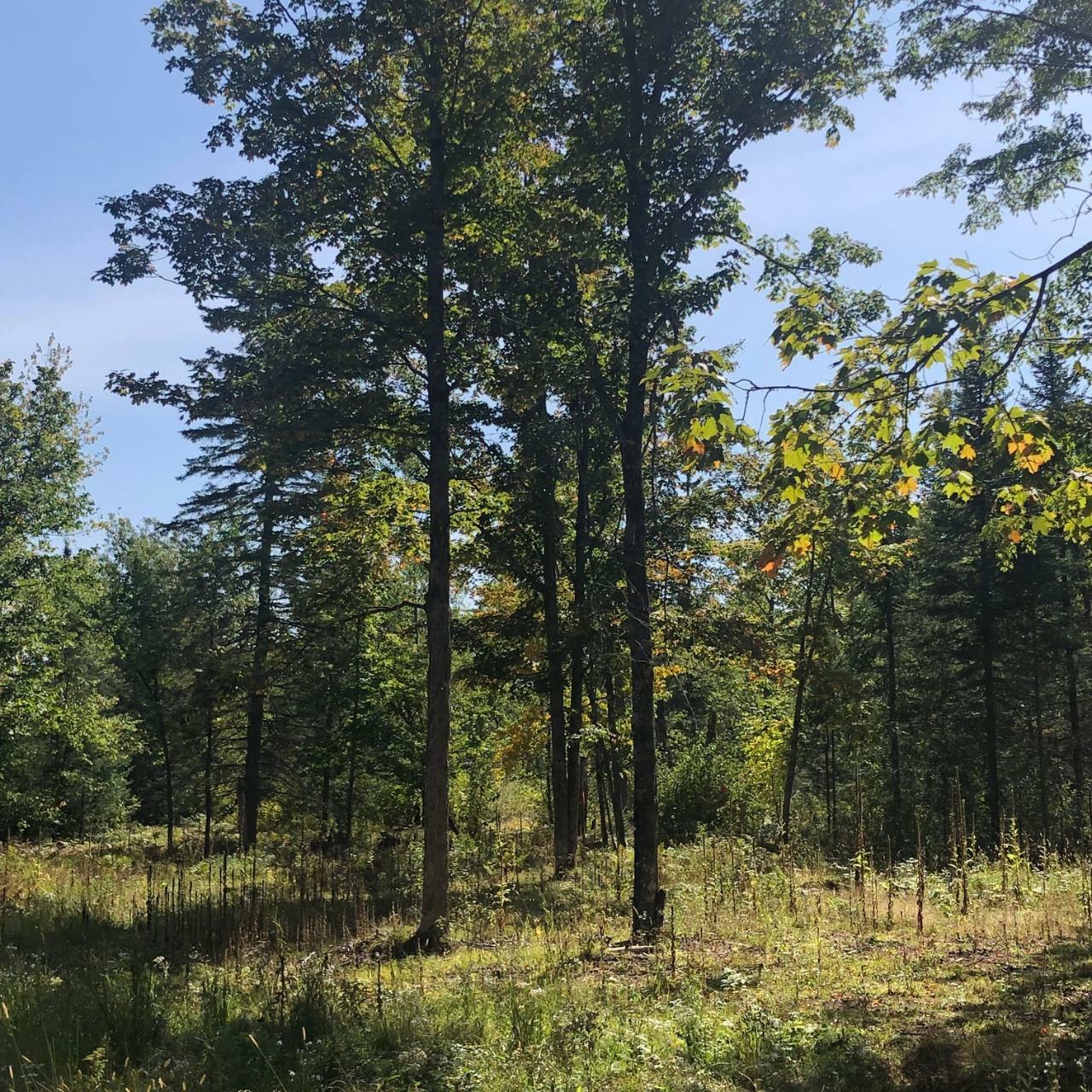 Property Photo:  Lot 2 Mercer Lake Cr S  WI 54547 