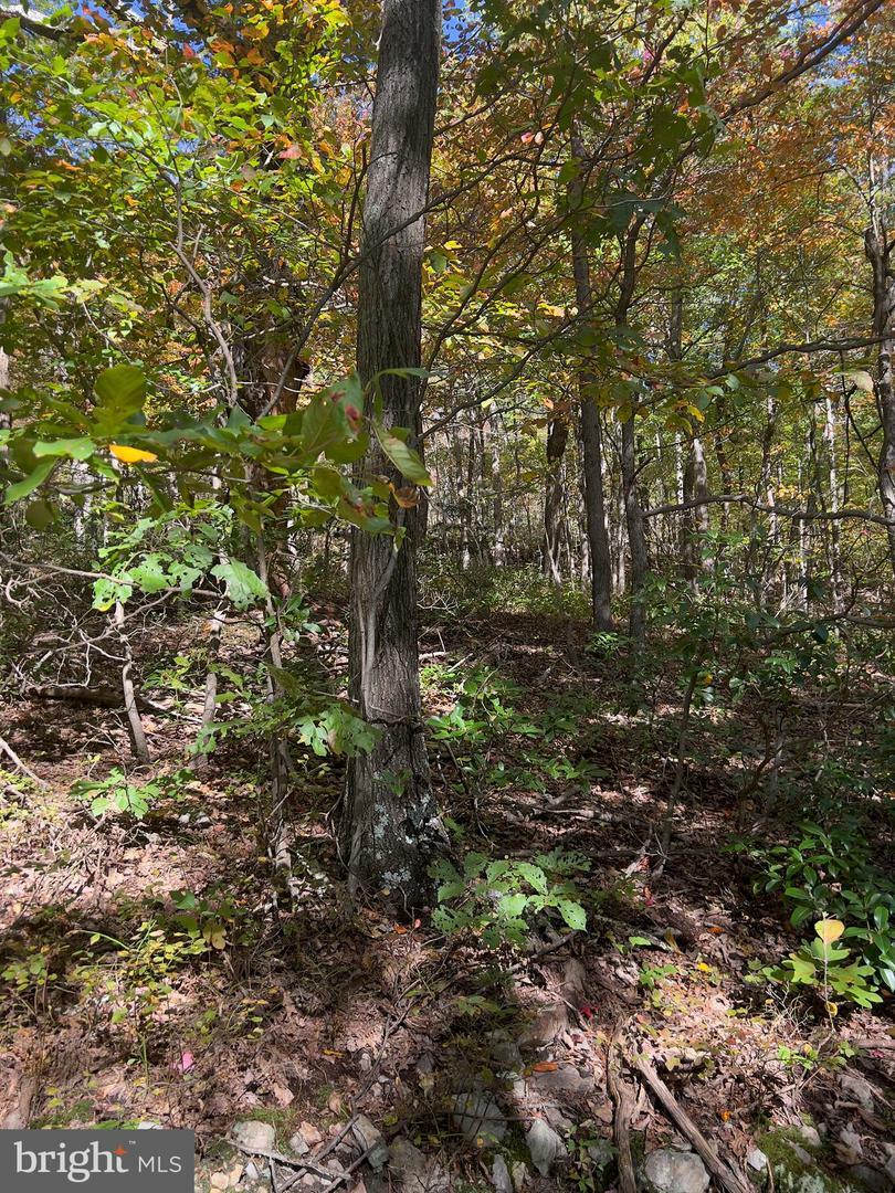 Property Photo:  Fox Trail Lot 5A  VA 22602 