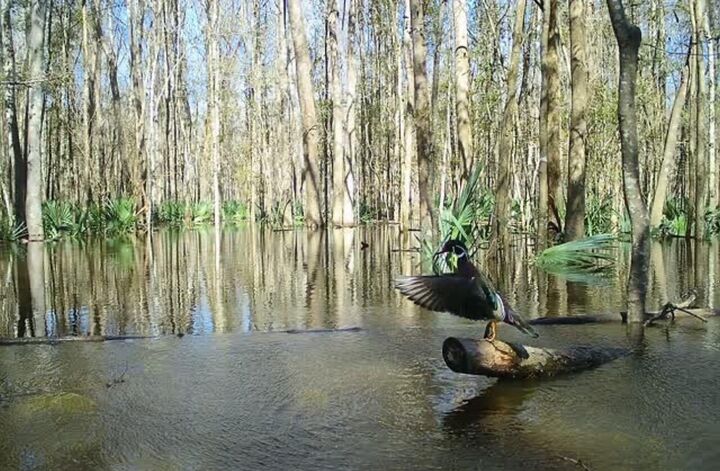 Property Photo:  0 Highway 78  SC 29472