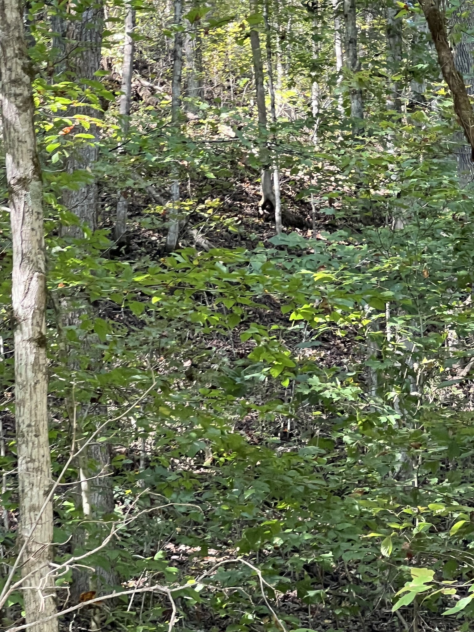 Property Photo:  0 Neeley Creek Rd  TN 38551 