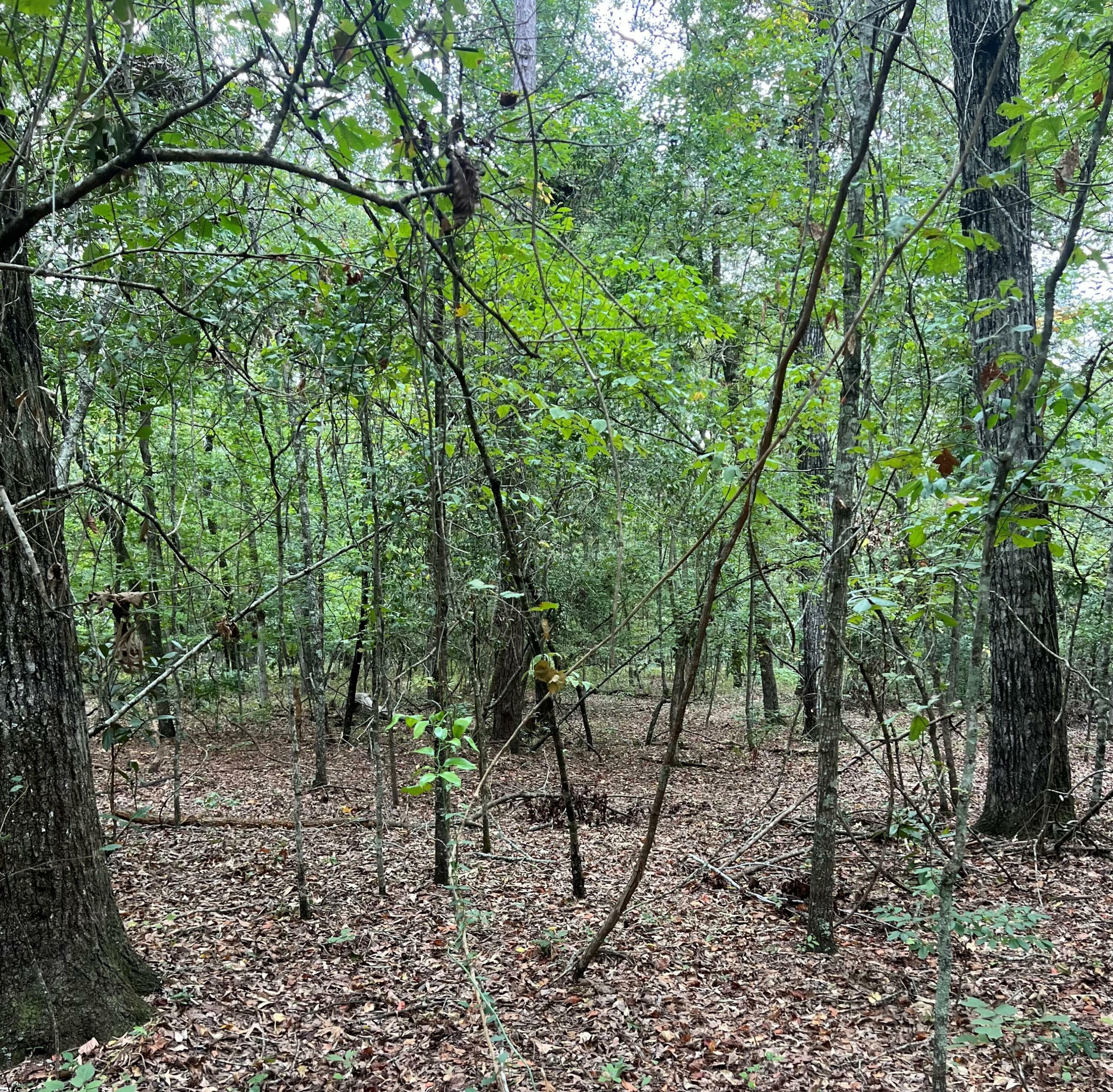 Property Photo: Tbd Wild Turkey Road SC 29030