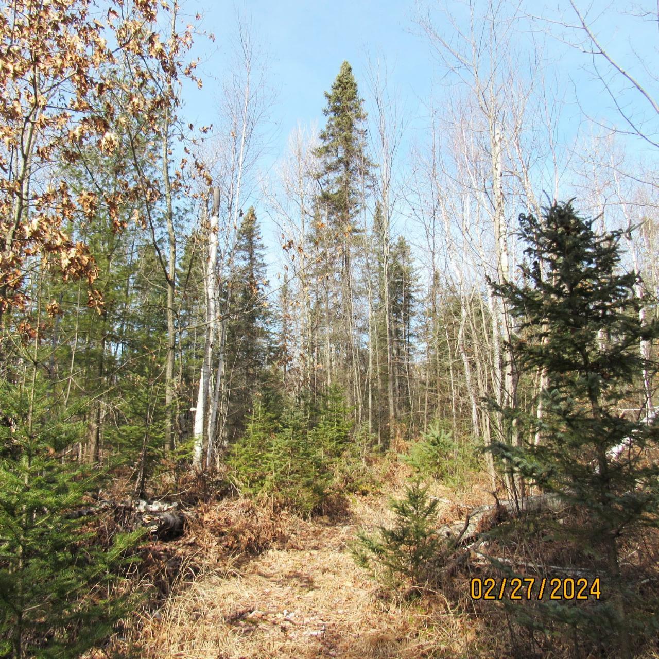 Property Photo:  25.8acre Adams Ln  WI 54487 