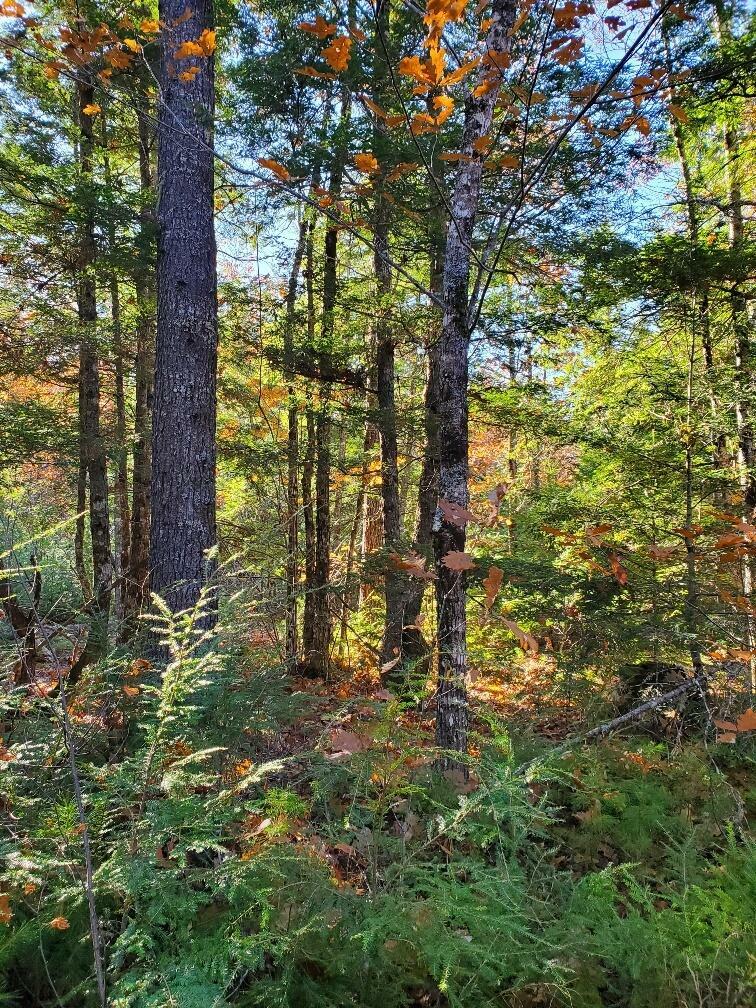 Property Photo:  0 Sandy Beach Road  ME 04622 