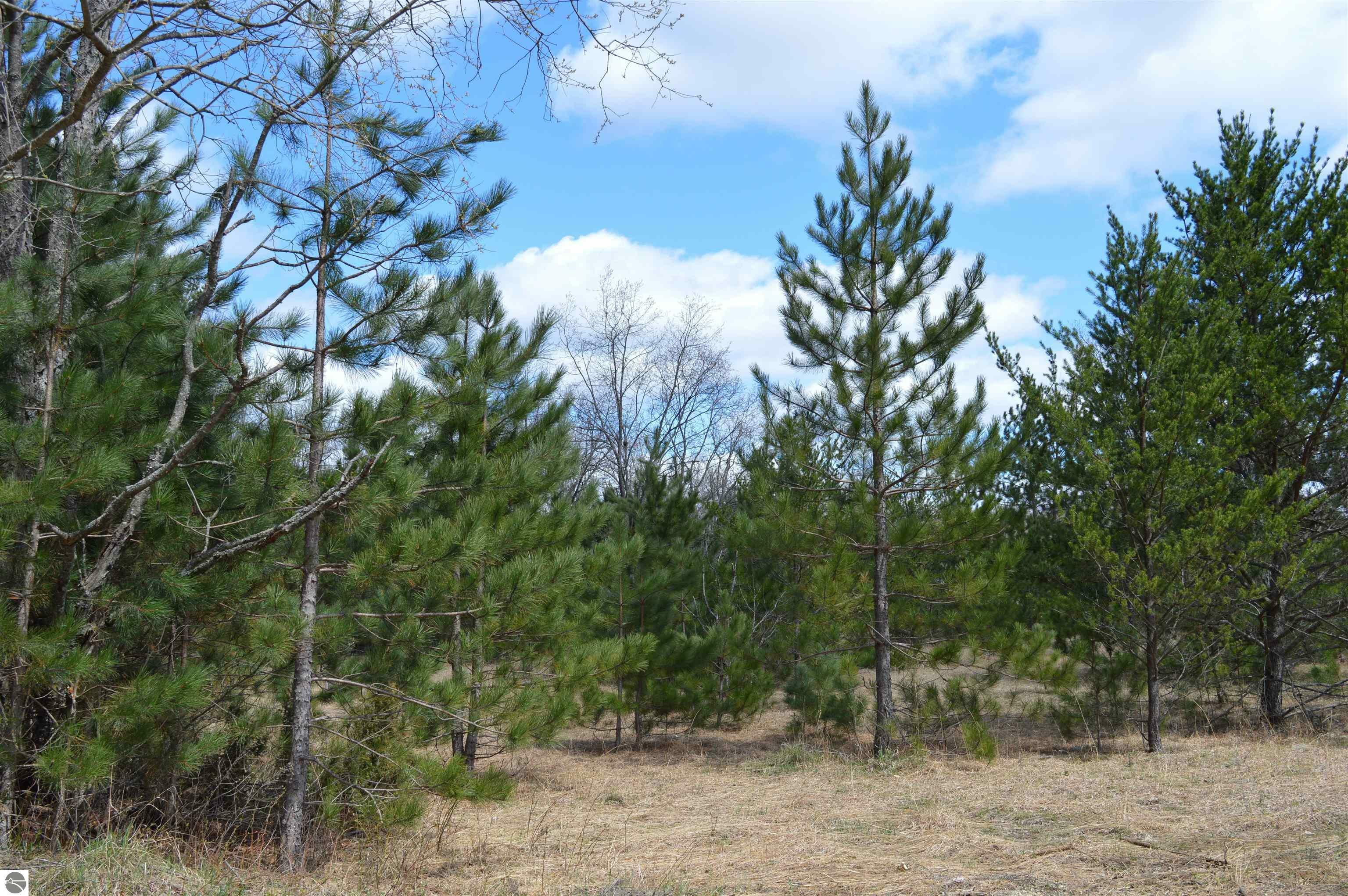 Property Photo:  Off Wood Road, NE  MI 49646 