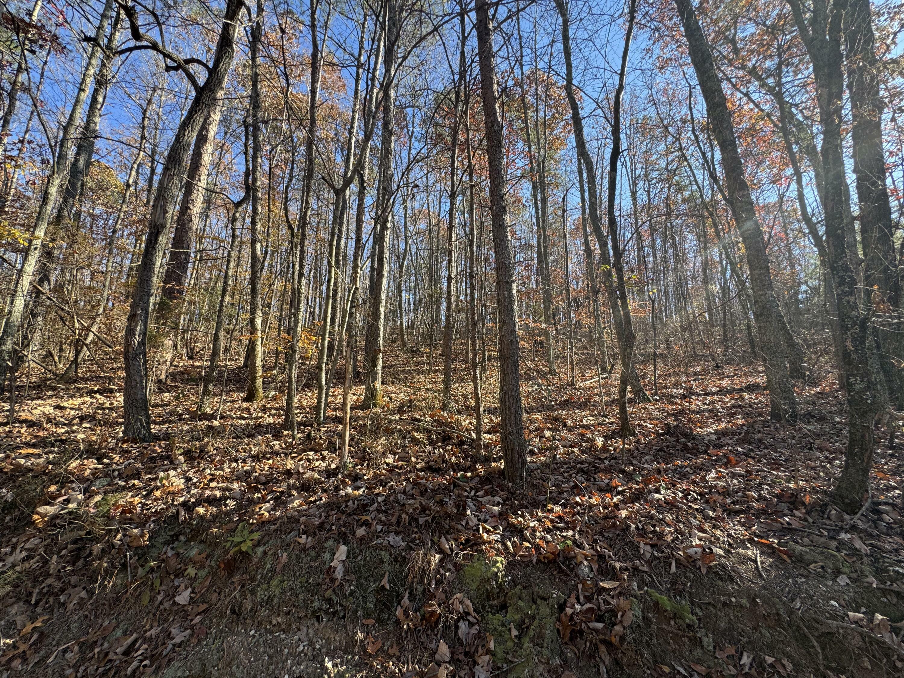 Property Photo:  28 Acres County Road 917  AL 35961 