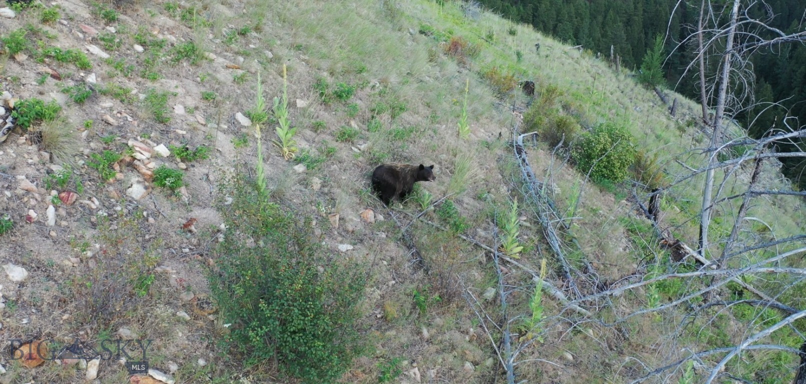 Property Photo:  2 Bull Elk Tracts  MT 59832 