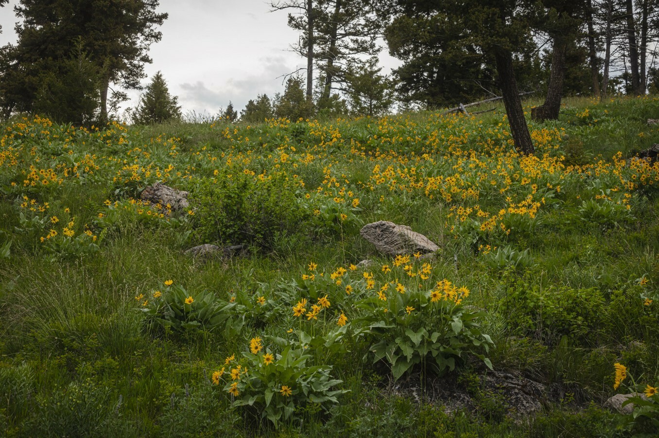 Property Photo:  5 Tract Bull Elk  MT 59832 